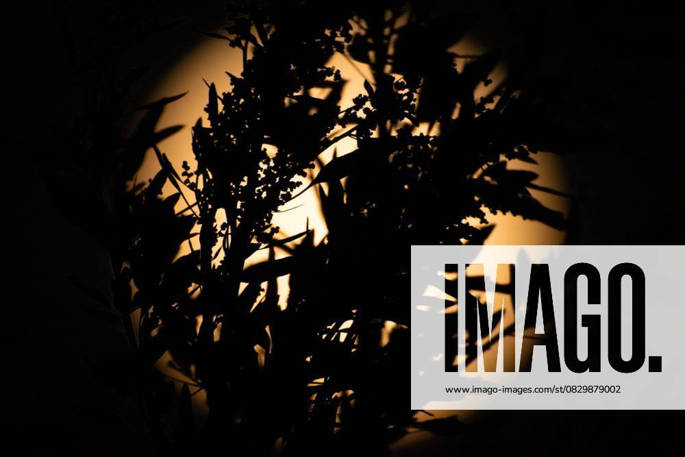 Vollmond (09.08.2025)