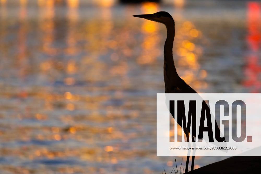 Ein Fischreiher am Mainufer (02.10.2025)