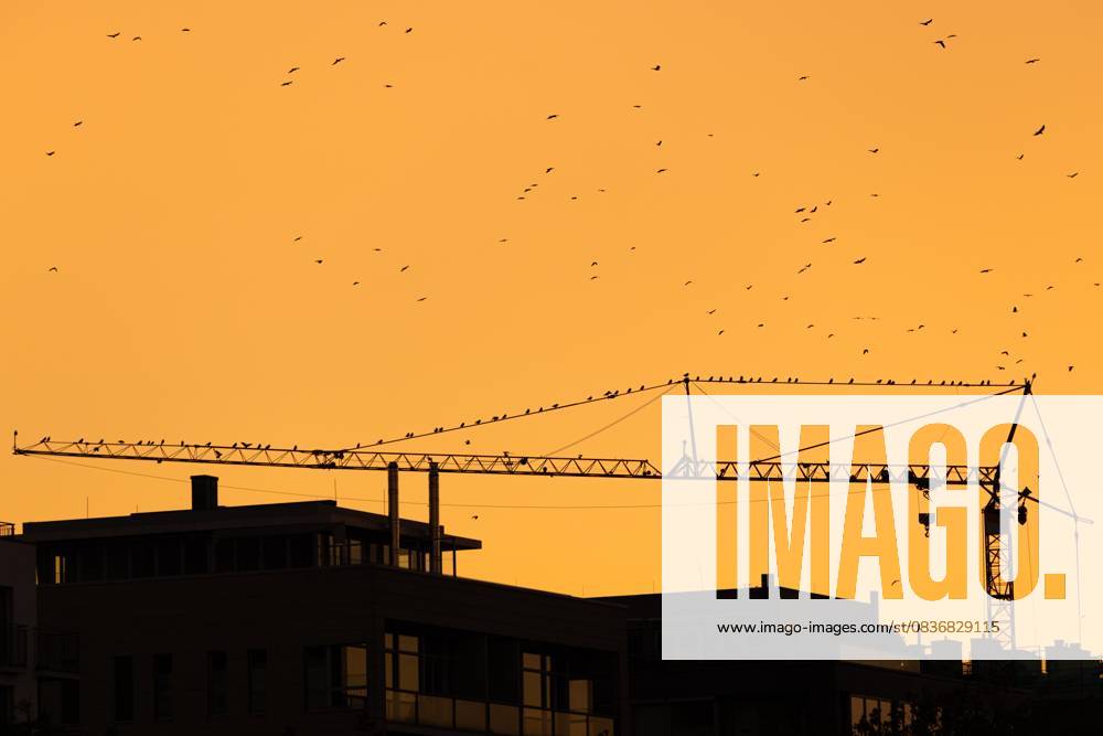 Baukran über Frankfurts Dächern (10.10.2025)