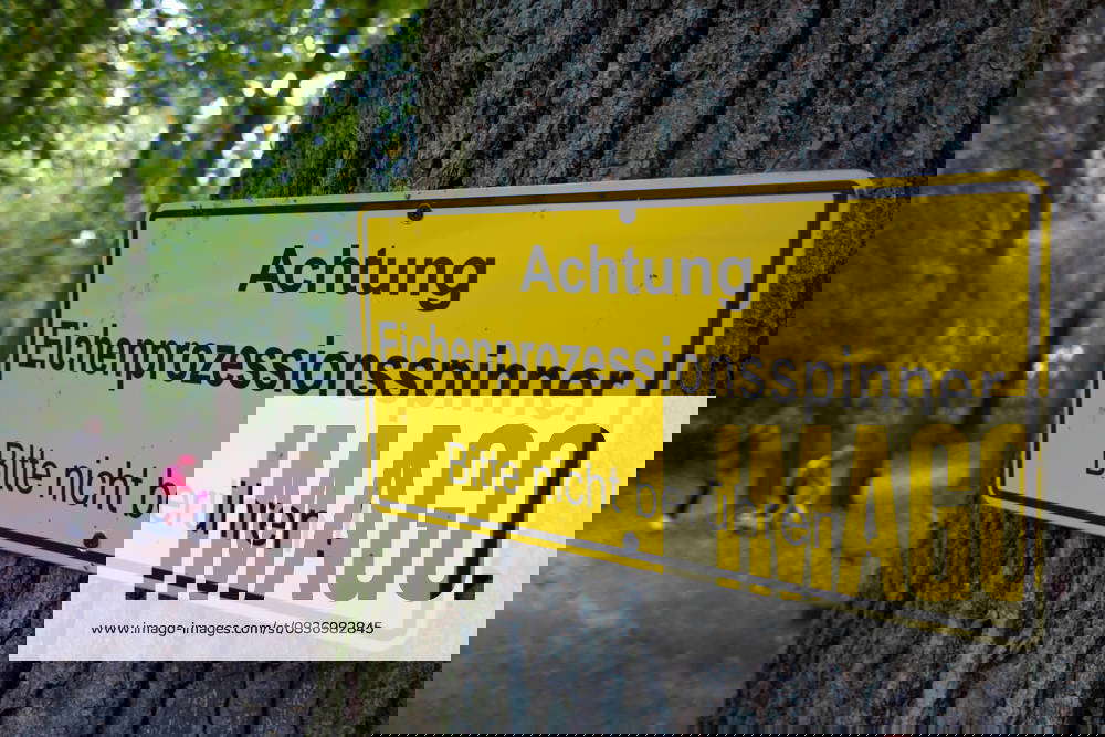 Eichenprozessionsspinner (12.10.2025)